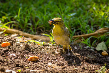 Garden Birds of Southern Africa