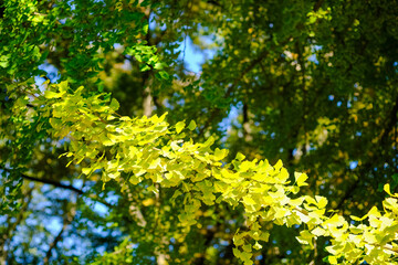 懐古園 イチョウの紅葉