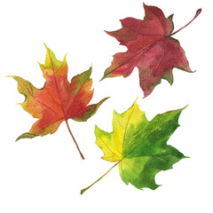 Bright maple leaves collection. Hand drawn watercolor illustration.