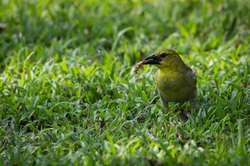 Garden Birds of Southern Africa