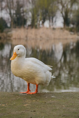 a pretty white duck near the lake