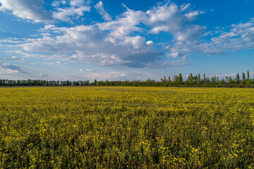 Fototapeta premium Field with little yellow chamomile on a sunny day