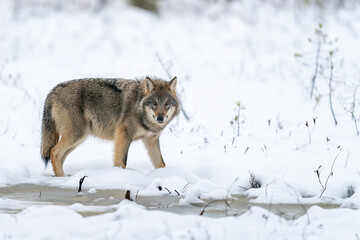 Grey wolf in Finnish taiga forest near Russian border.