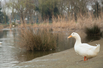 a pretty white duck near the lake
