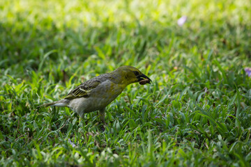 Obraz premium Garden Birds of Southern Africa