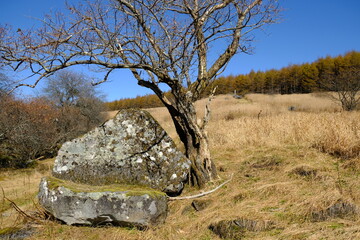 野原にあった木と岩