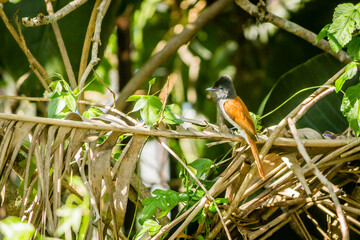Garden Birds of Southern Africa