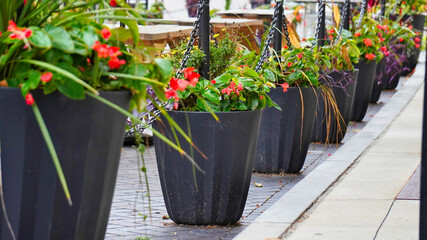 flowers in the market