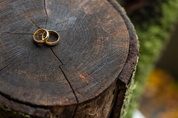 wedding rings over a tree trunk