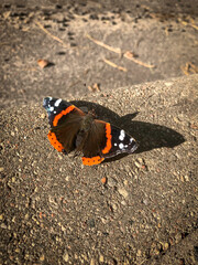Beautiful butterfly in its natural habitat. Close up.