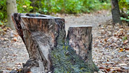 stump in the woods