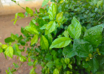 close up of fresh herbs in garden