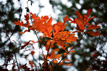 Defocused autumn leaves background. October. Close up