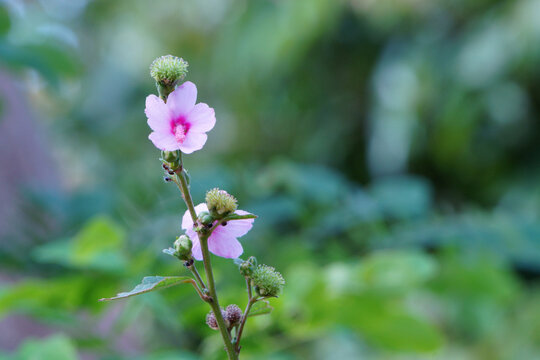 Close up of flower and buds of urena lobata. Caesarweed plant