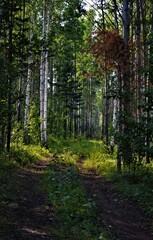 Fototapeta premium summer green forest of dry trees