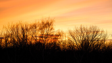 Natural Sunset with trees silhouette. Bright Dramatic Sky And Dark Ground. Warm Colours. Tree silhouetted against a setting sun.  Photo of the sky. Background with sky