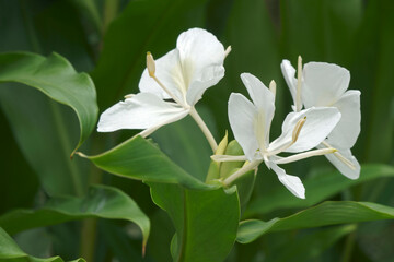 White ginger lily (Hedychium coronarium). Called White garland-lily also