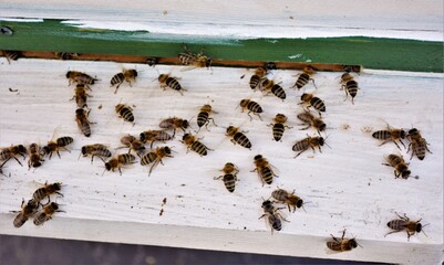bees on the hive close-up