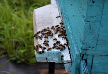 bees on the hive close-up