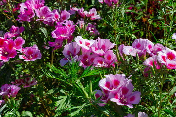 beautiful pink flowers of garden geranium on a background of green grass on a bright summer day