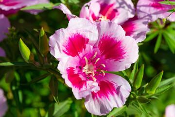 beautiful pink flowers of garden geranium on a background of green grass on a bright summer day