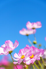 Fototapeta premium 青空の下の風になびくコスモス