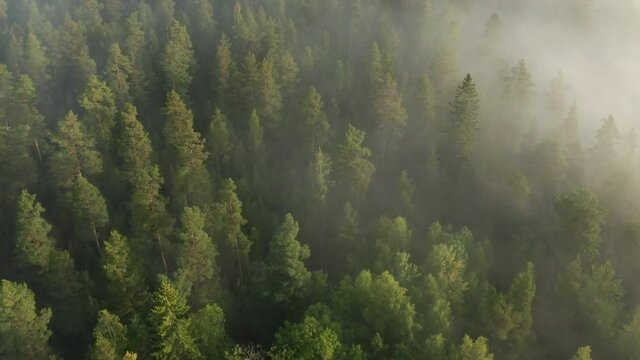 Aerial flying over pine tree forest with mist & fog rolling in