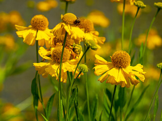 Bright yellow flowers of sneezeweed Helenium autumnale Pumilum Magnificum in a garden