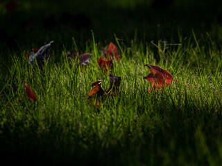 草の上に散った紅葉した葉