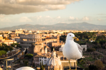Seagull resting with Colosseum in the background at sunset