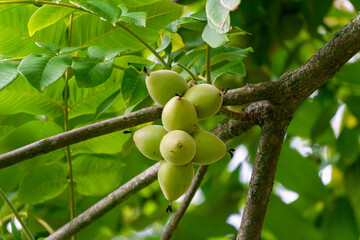 Green young fruits of a walnut in a green shell on a tree.