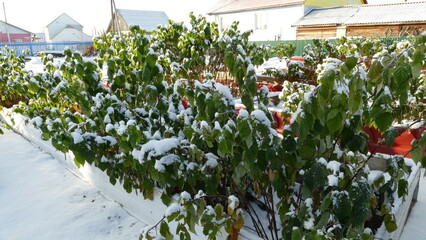 currant bushes are covered with the first snow