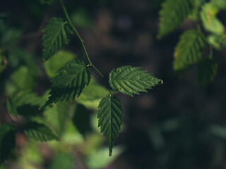 森の中でひっそりと葉を広げる小さな木