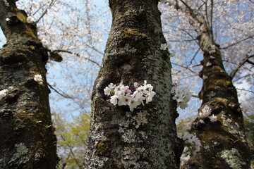 幹に咲いた桜の花