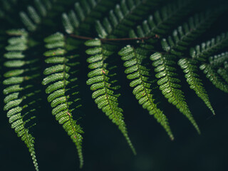 森の中で光を受けるシダの葉