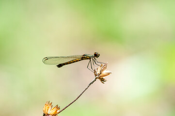 Damselfly