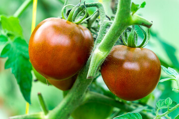 Ripening harvest of green and dark red tomatoes in a greenhouse.