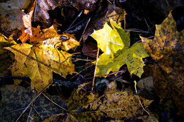 Defocused autumn leaves background. October. Close up