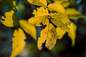 Defocused autumn leaves background. October. Close up