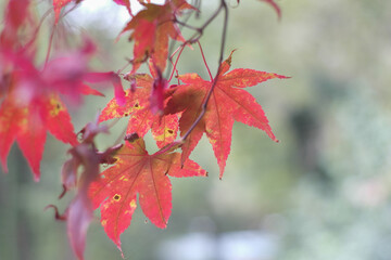 Maple leaves in autumn red