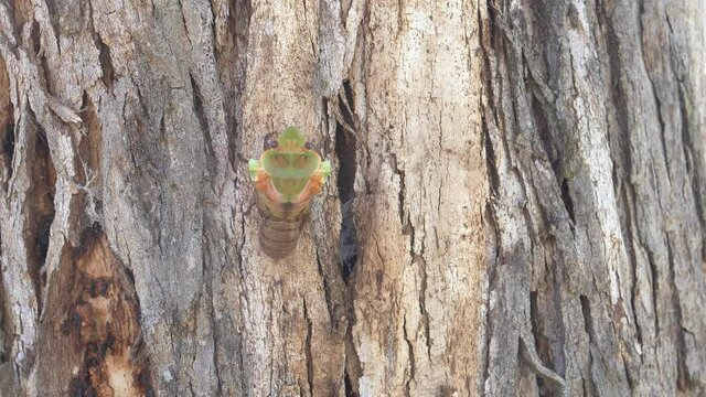 an overhead view of a cicada emerging from its shell on a eucalyptus tree at ebor in nsw, australia