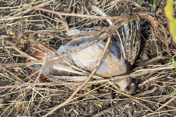 Dead grey partridge. Death of birds on the road.