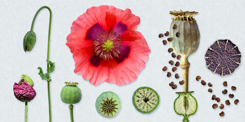 Schlafmohn (Papaver somniferum), Bildtafel