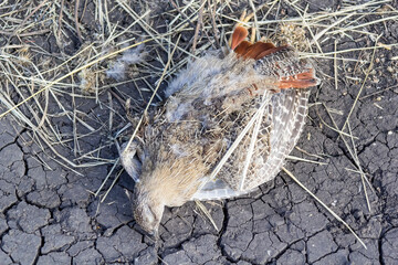Dead grey partridge. Death of birds on the road.