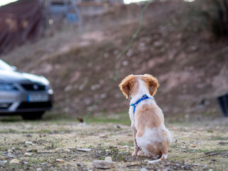 Cachorro de bretón en el campo