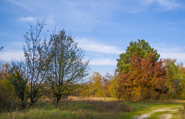 Obraz premium autumn in the forest