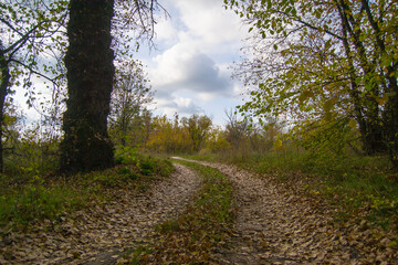 road in the woods