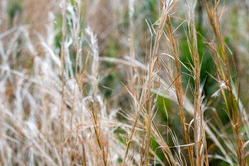 Dried grass stalks in a meadow with soft focused green background ~A Meadow's Splendor~