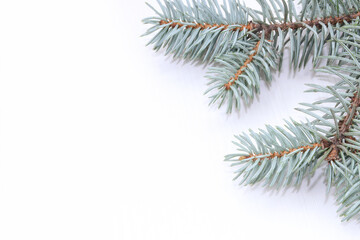 Christmas background. Spruce branch. Copy space. Postcard. Christmas tree. Fir branches. Place for text. Flat lay.