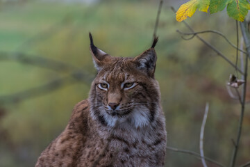 lynx sits and looks relaxed in a zoo
